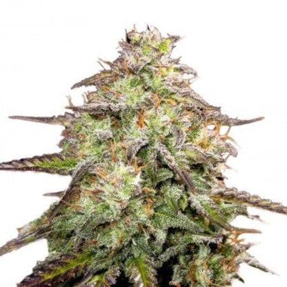 Yumboldt Banana Feminized Seeds 6