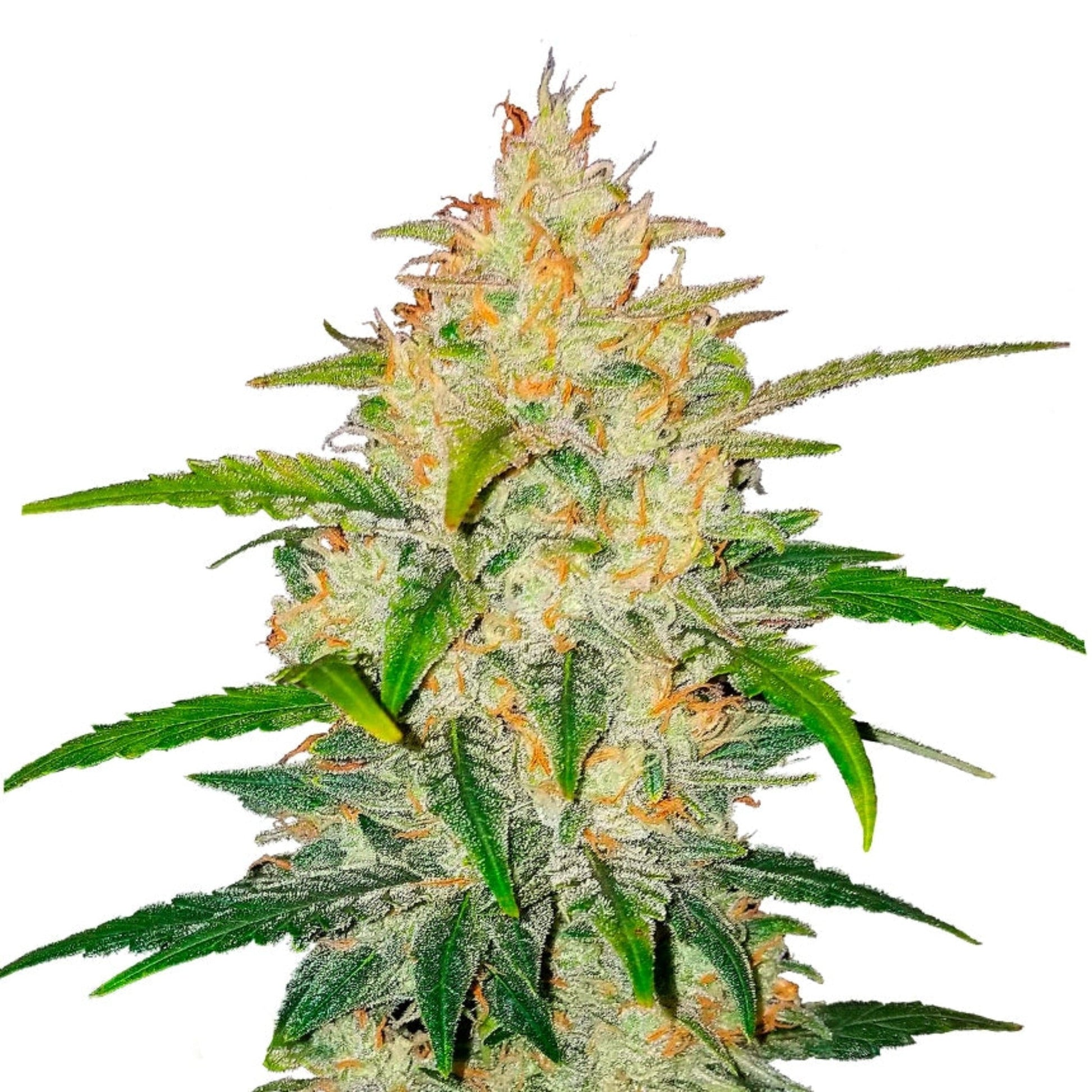 Zkittlez Autoflower Feminized Seeds 6