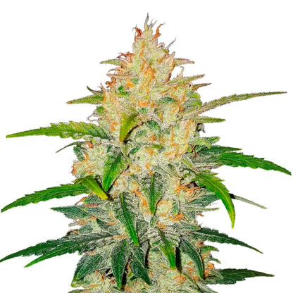 Weed Seeds Zkittlez Autoflower Seeds 3 Pack